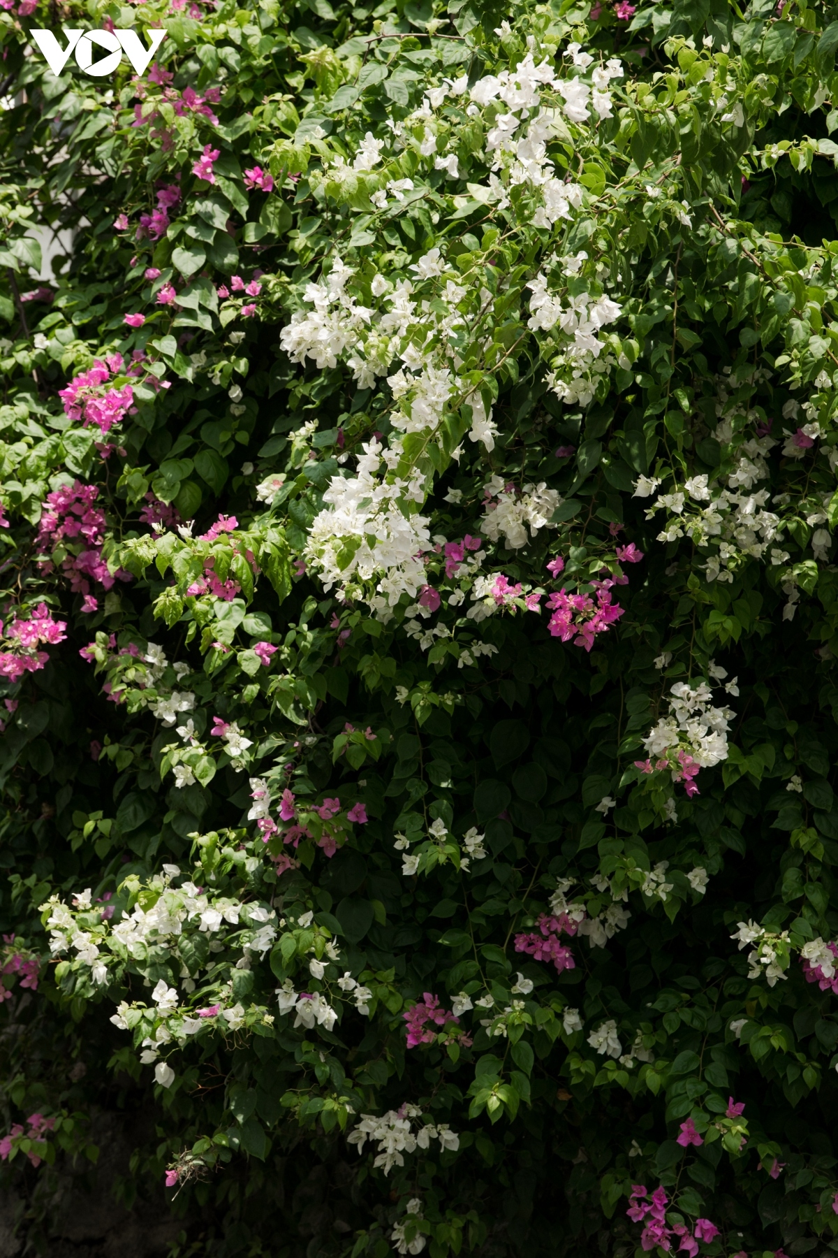 blossoming hoa giay flowers beautify hanoi during summer picture 10