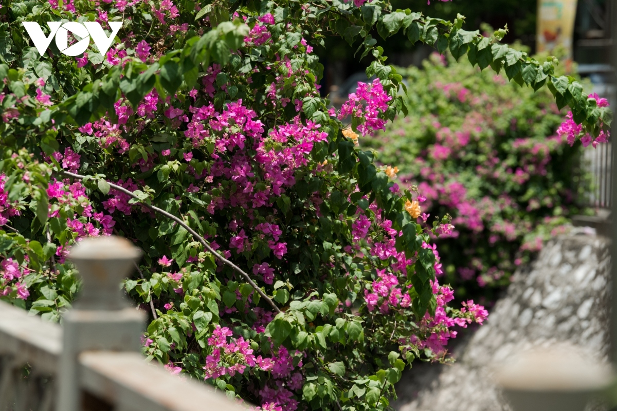 blossoming hoa giay flowers beautify hanoi during summer picture 11