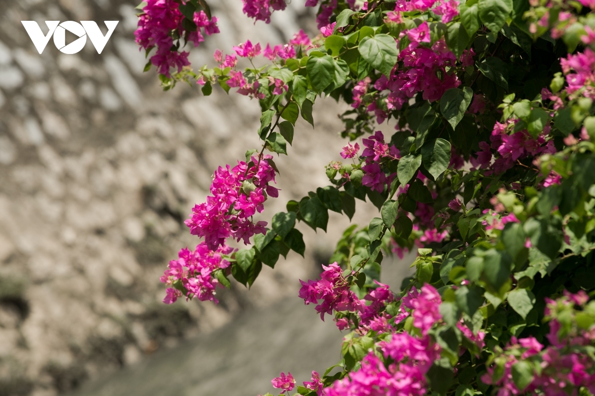 blossoming hoa giay flowers beautify hanoi during summer picture 12