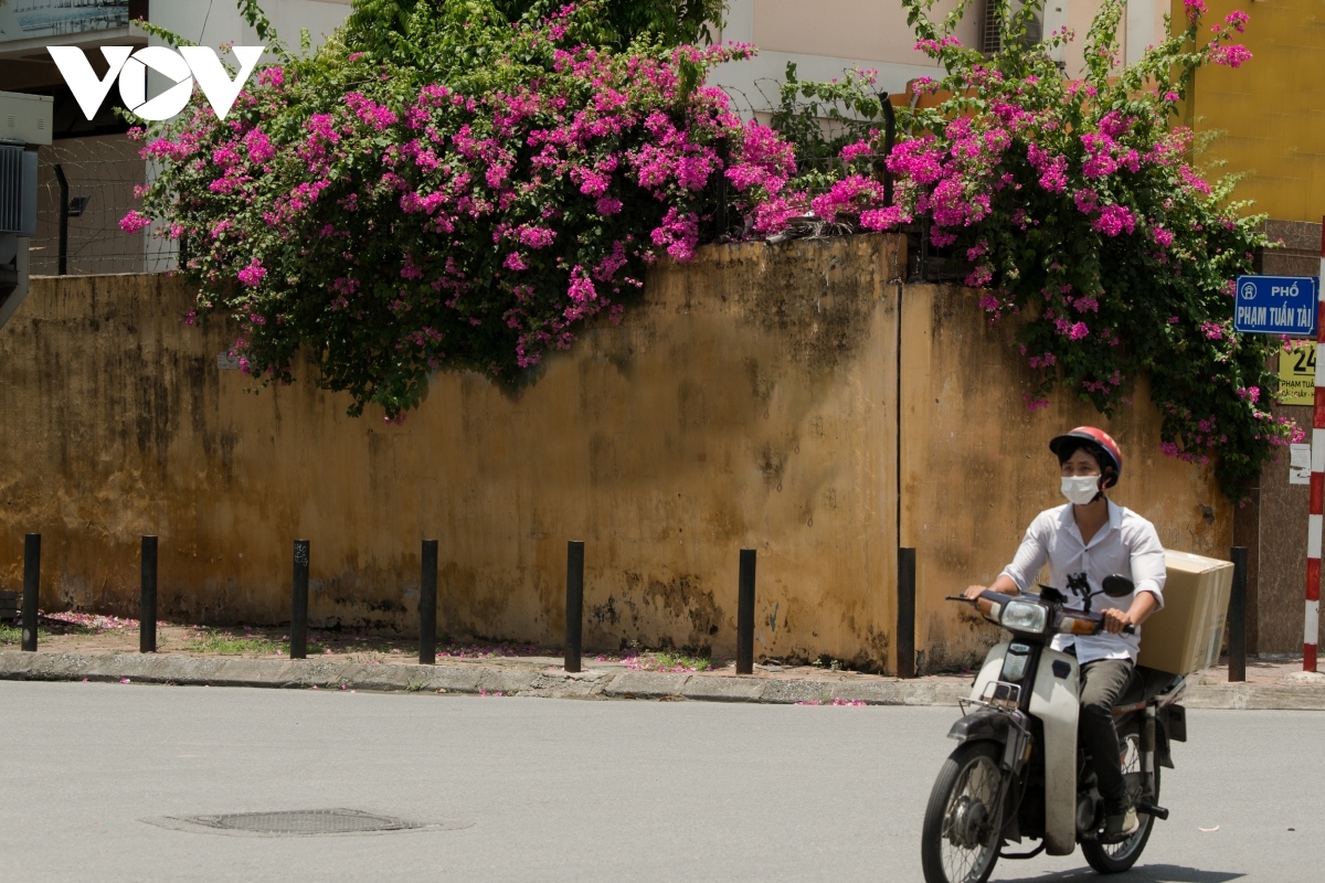 The flowers can help to relieve locals under the current summer heat.