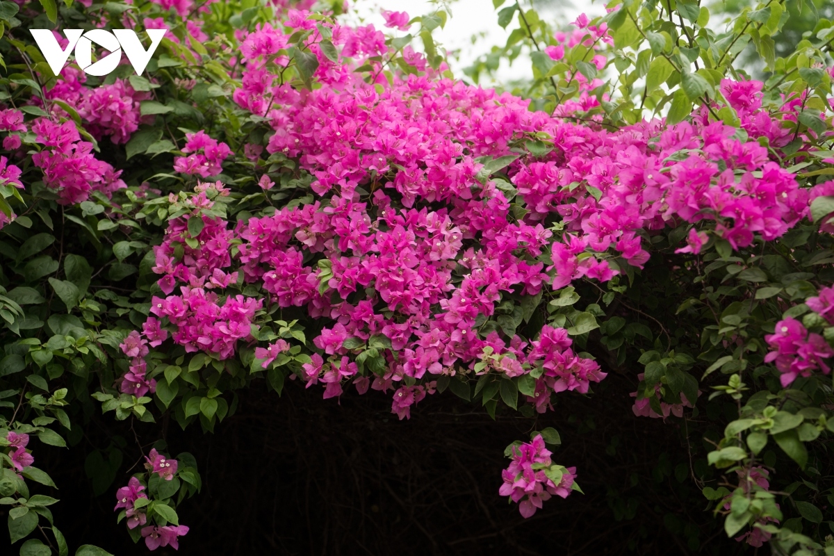 blossoming hoa giay flowers beautify hanoi during summer picture 2