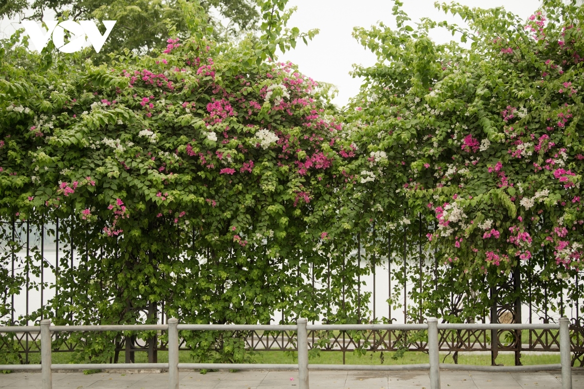 Plenty of streets throughout the city appear beautiful as they are adorned with pink blossoms.