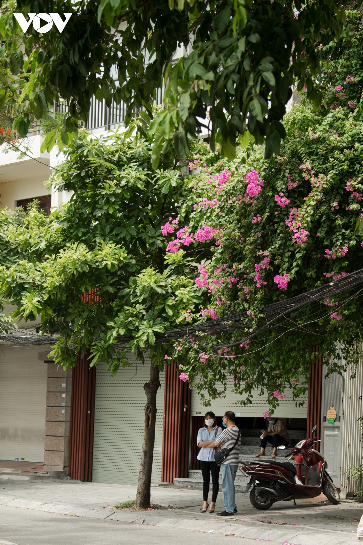 blossoming hoa giay flowers beautify hanoi during summer picture 4