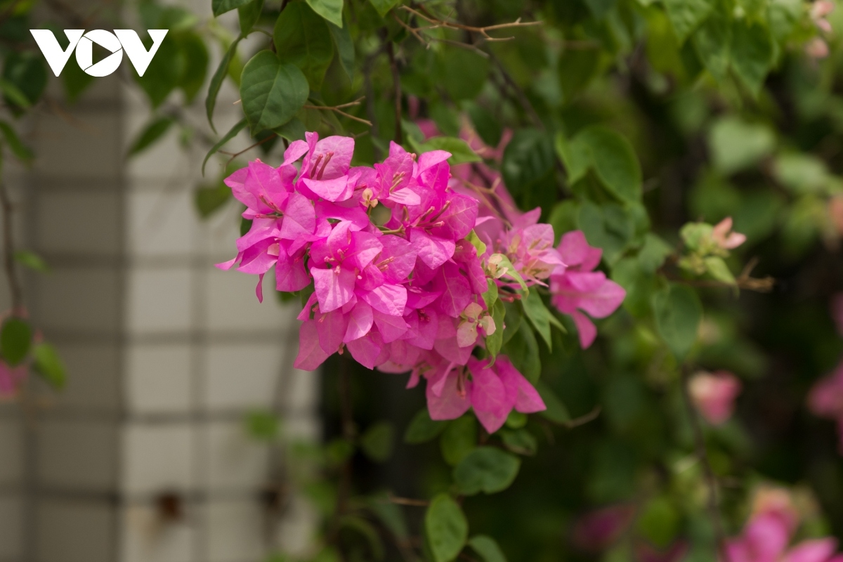 Hoa Giay in full bloom are an eye-catching sight which pleases many locals.