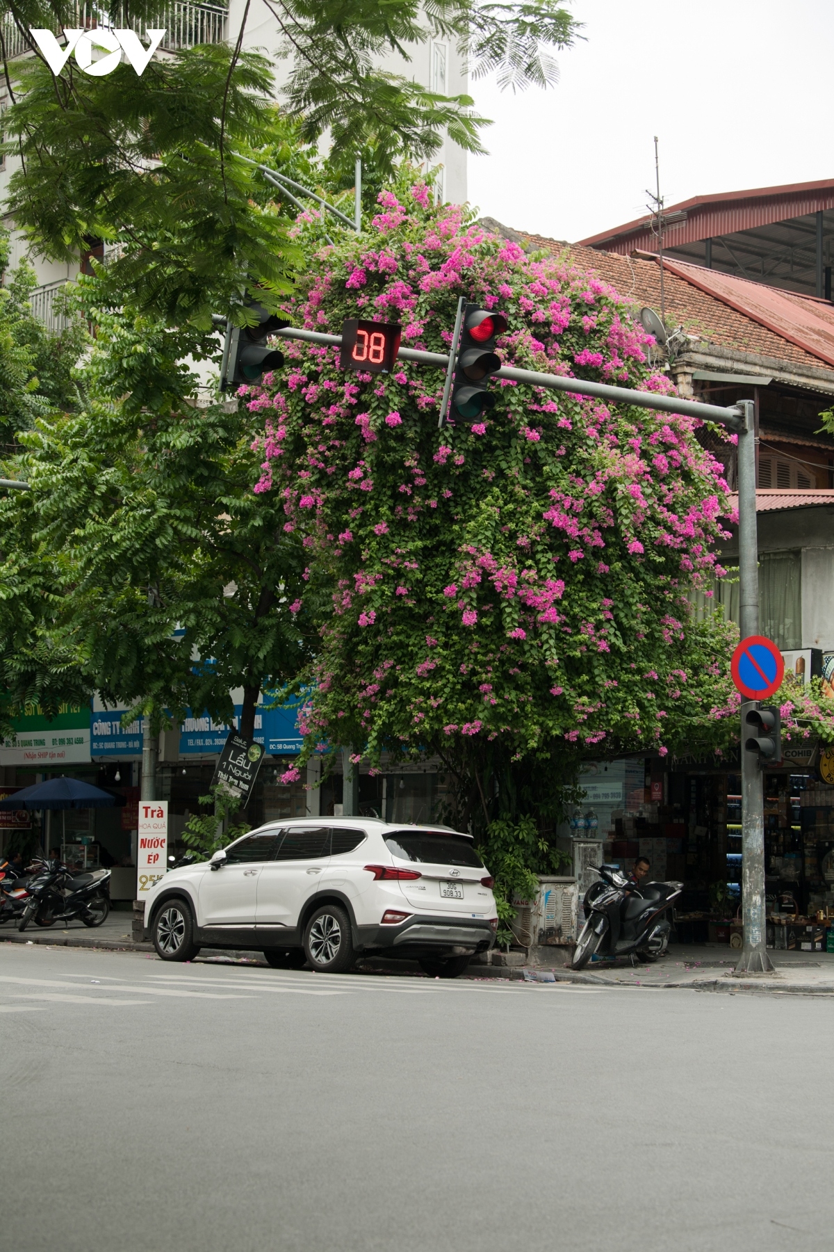 blossoming hoa giay flowers beautify hanoi during summer picture 6