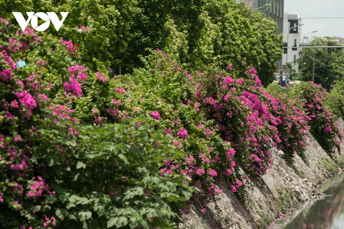 blossoming hoa giay flowers beautify hanoi during summer picture 7