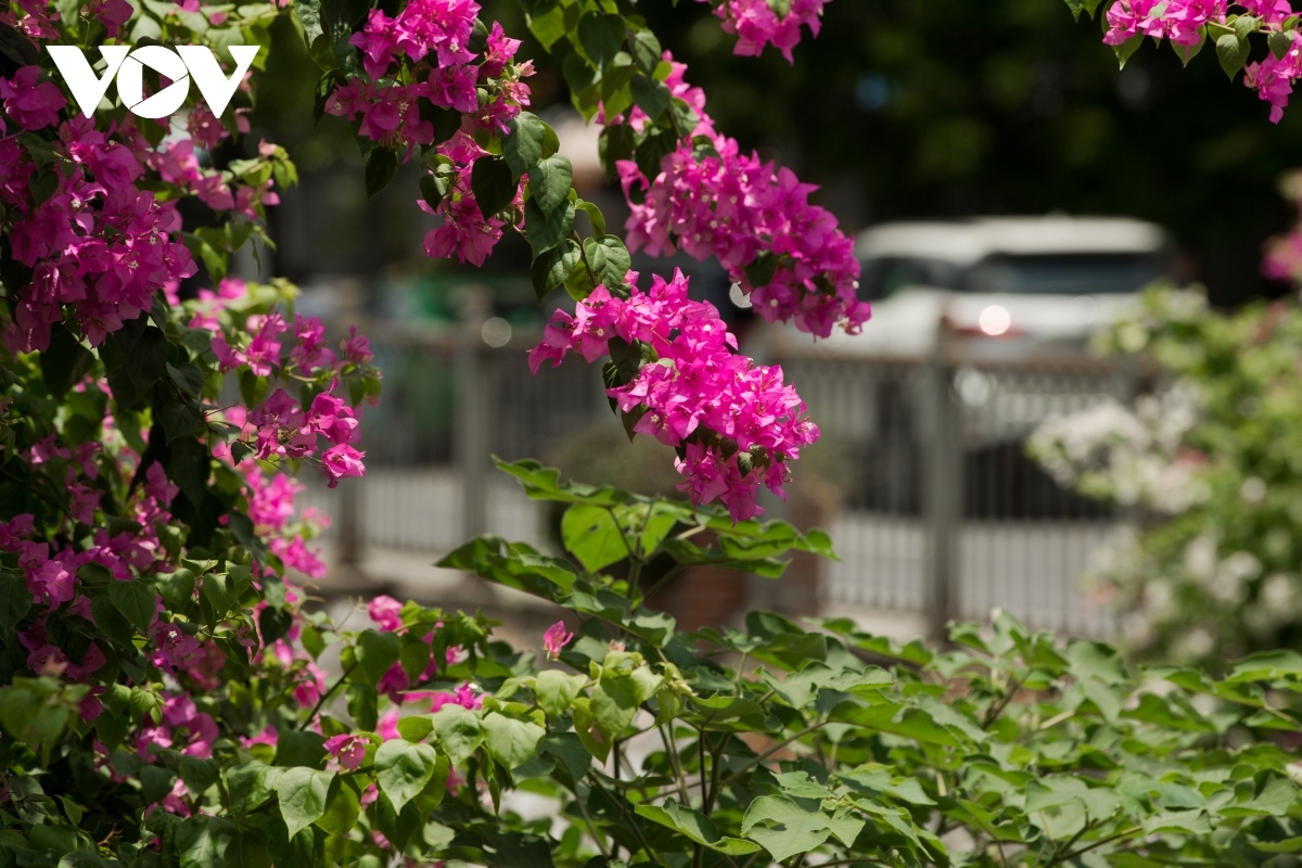 Streets full of Hoa Giay tend to be ideal check-in spots for young people to enjoy.