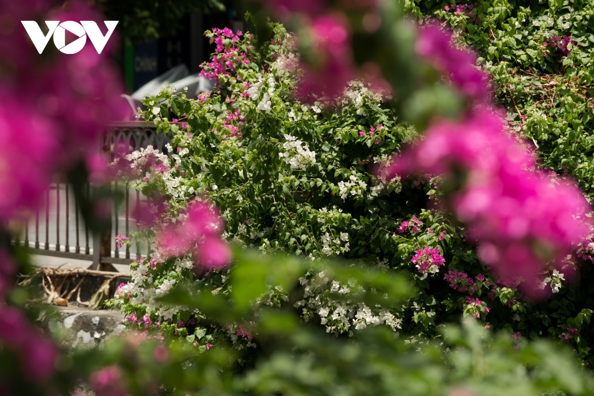 Some corners are adorned full of Hoa Giay white blossoms, which quiver amid a gentle breeze.