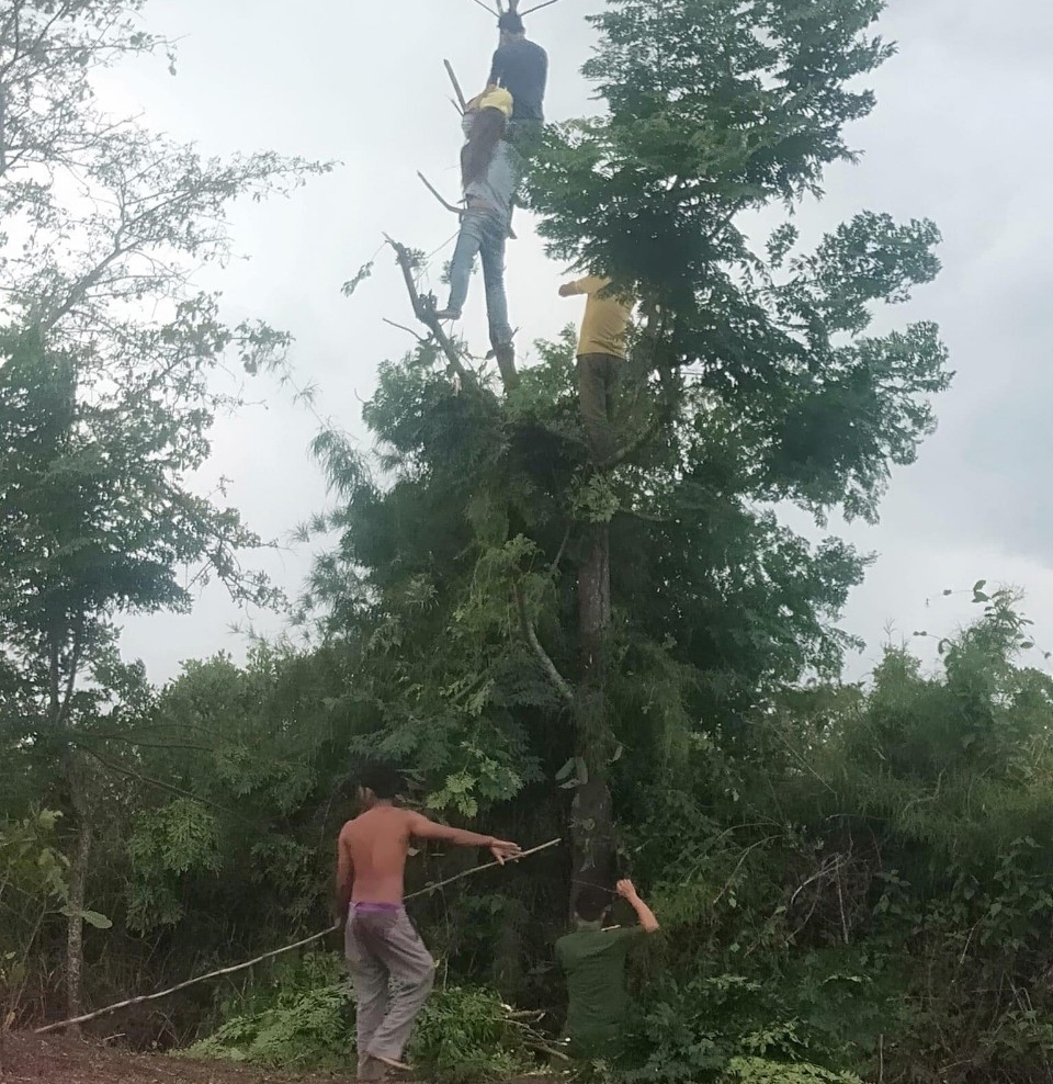 treo cay hai la cho de an, mot phu nu o Dak lak bi dien giat tu vong hinh anh 1