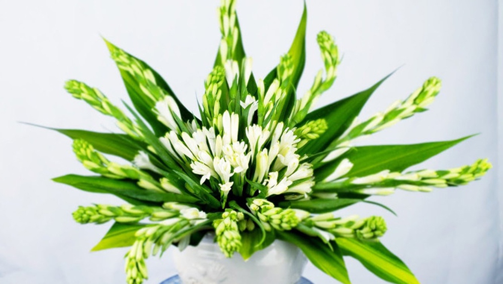 Huệ trắng là một loại hoa được nhiều chị em lựa chọn bởi hương thơm thanh khiết, giá cả "bình dân".