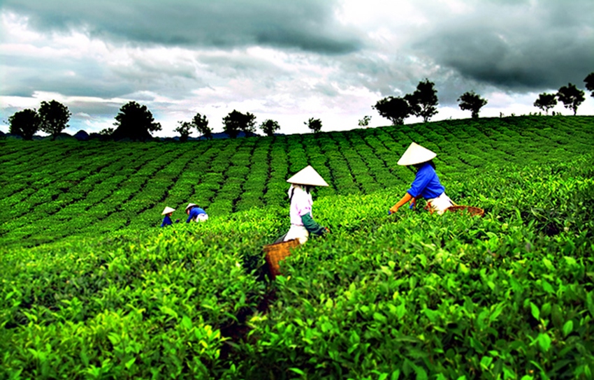 local tea exports surge in first half picture 1