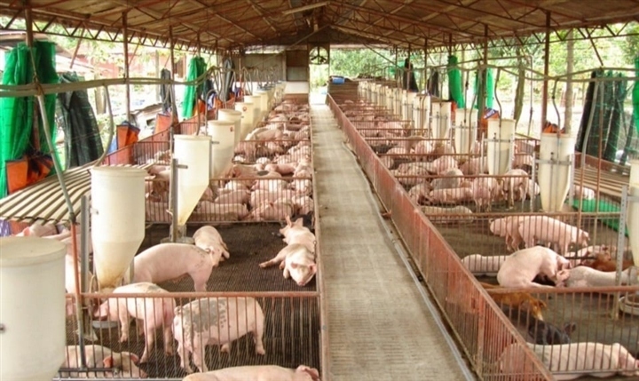 Một trang trại chăn nuôi heo ở tỉnh Đồng Nai.