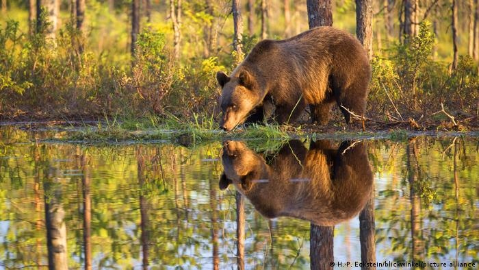 Công viên Quốc gia Hossa nằm ở vùng đông bắc Phần Lan, nổi tiếng với các khu rừng rậm cùng với nhiều hồ nước trong như pha lê, rất lý tưởng đối với những du khách có sở thích đi bộ đường dài. Du khách có cơ hội bắt gặp nhiều loại động vật hoang dã, như loài gấu nâu.