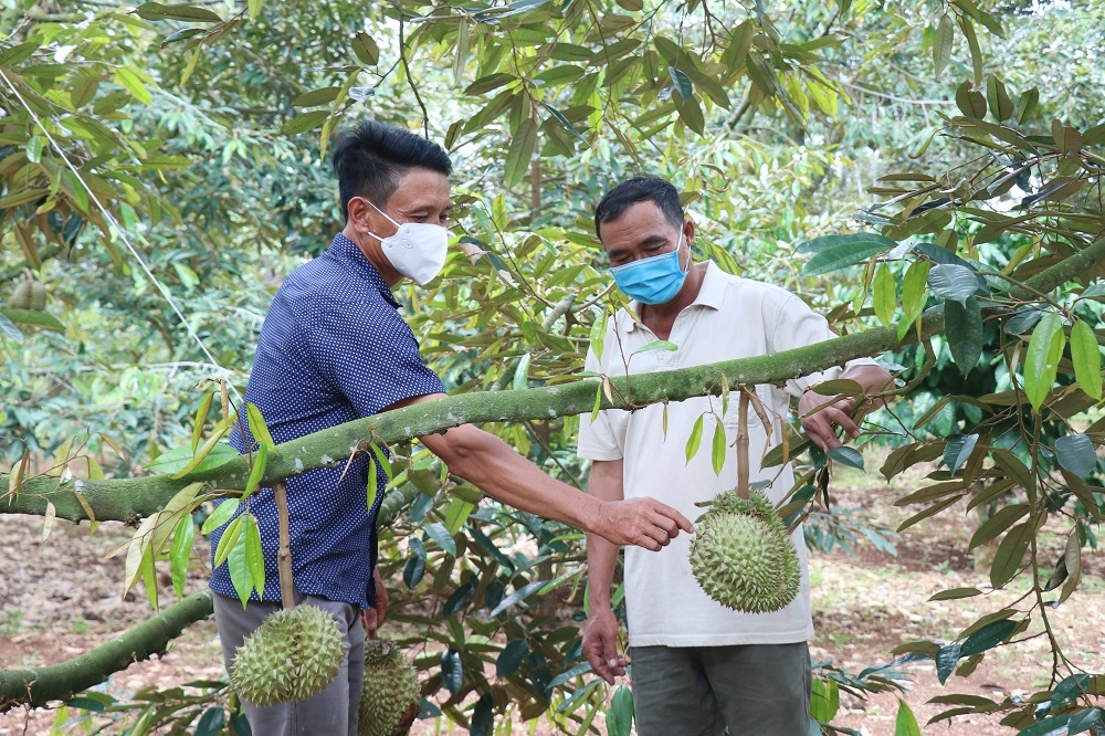 Sầu riêng Đắk Lắk được mùa nhưng lại "bí" đầu ra do dịch bệnh