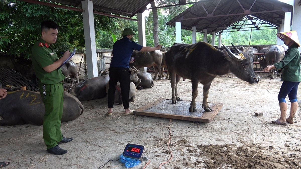 Vận chuyển trái phép 120 con trâu qua biên giới 