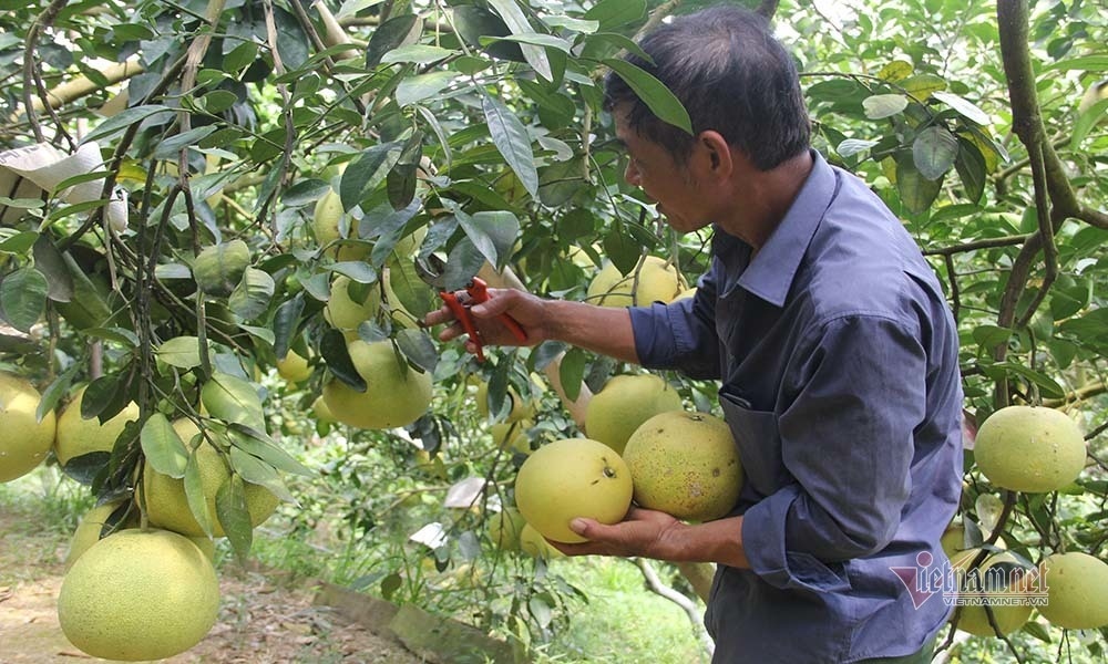 chin vang khap vuon doi, dac san chua bao gio du ban nay lo e van qua hinh anh 6