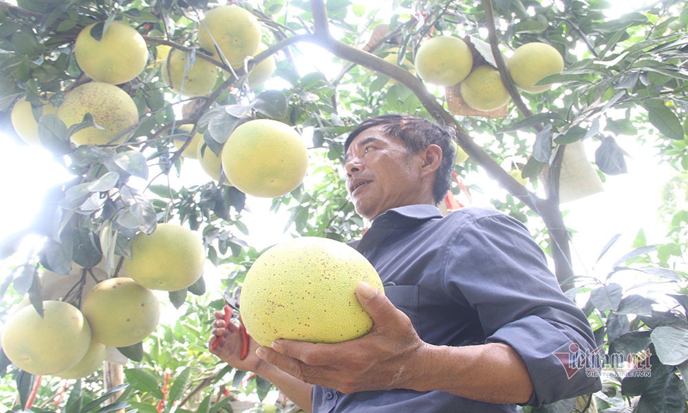 chin vang khap vuon doi, dac san chua bao gio du ban nay lo e van qua hinh anh 8