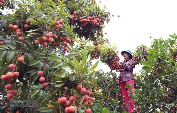 mou signed to boost vietnam-china fruit trading picture 1