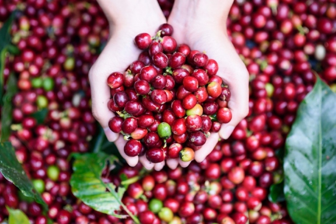 positive outlook ahead for local coffee exports to morocco picture 1