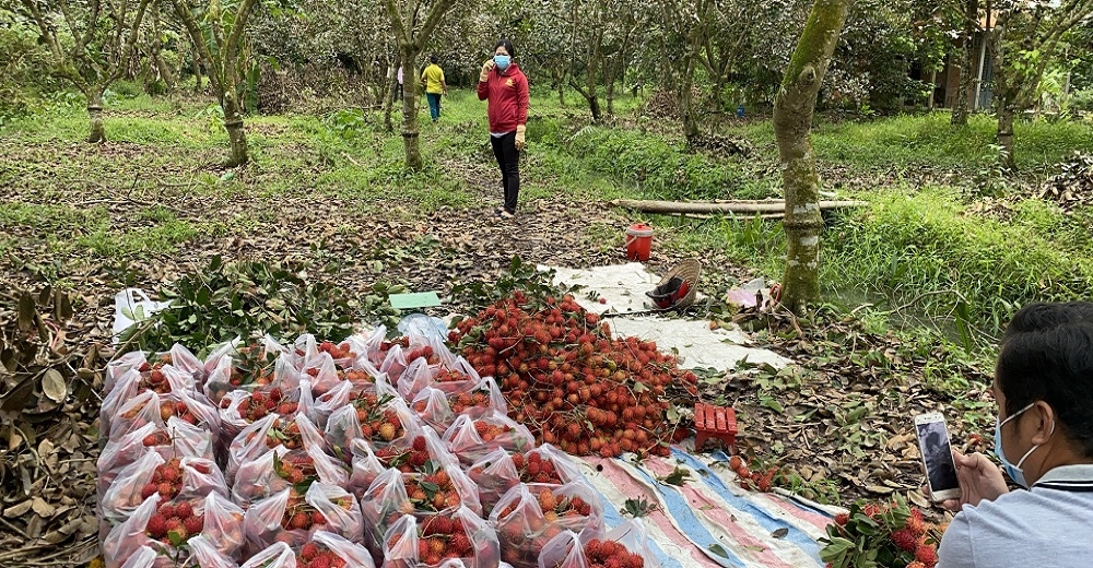 Trái chôm chôm Bến Tre sụt giá, tiêu thụ chậm