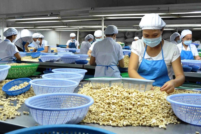 cashew nut exports projected to enjoy positive growth in third quarter picture 1
