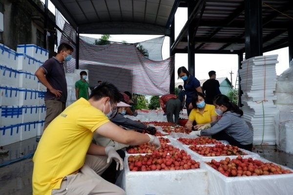 vietnam aims to connect 5 million farming households to e-commerce platforms picture 1