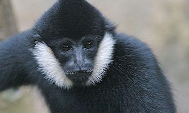 vu quang national park offers home for rare gibbon picture 1