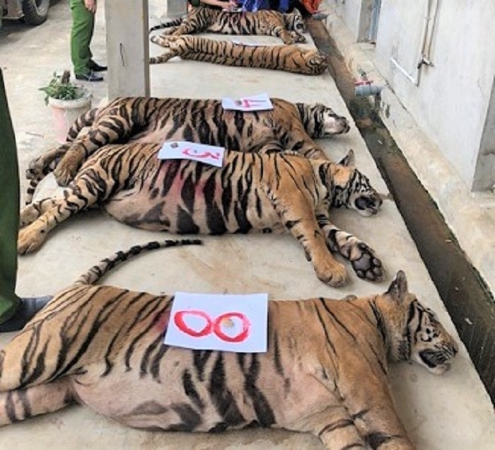 Vì sao 8 con hổ công an thu giữ từ nhà dân bị chết? | VOV.VN