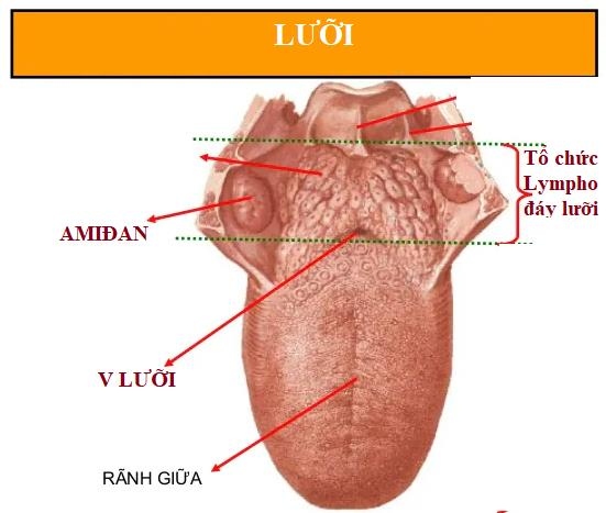 Nốt đỏ ở sau lưỡi và đáy lưỡi, có phải bị ung thư không? | VOV.VN