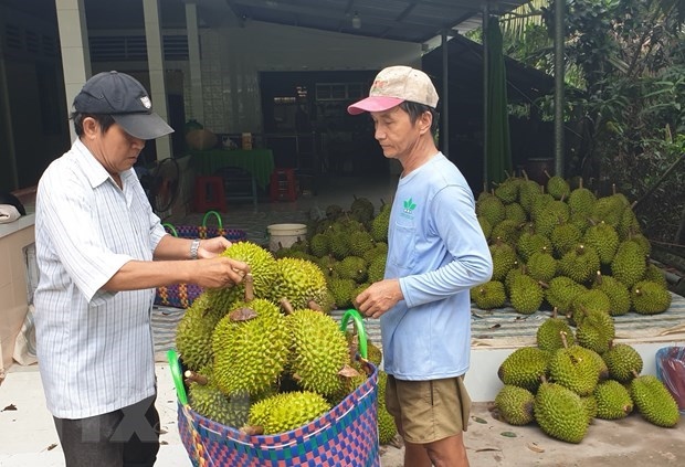 vietnam s ri6 durian sells well in australia picture 1