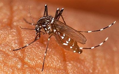 Trung Quốc sử dụng công nghệ hạt nhân để diệt muỗi | VOV.VN