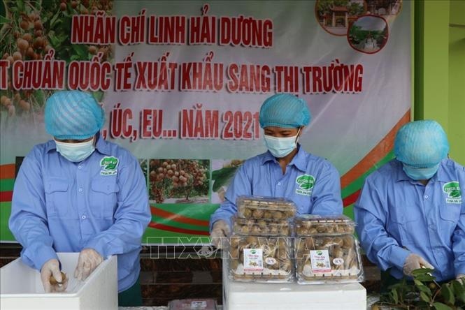 conference explores ways to boost hai duong longan exports picture 1