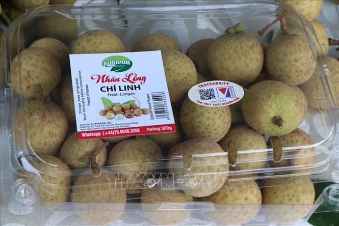 conference explores ways to boost hai duong longan exports picture 2