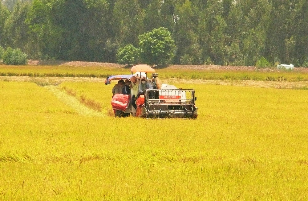 An Giang tháo gỡ khó khăn, kết nối hỗ trợ nông dân tiêu thụ lúa