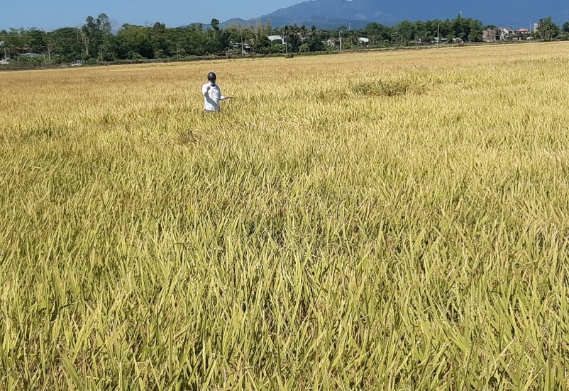tây ninh tổng xét nghiệm đợt 2, phú yên tiếp tục giãn cách xã hội, Đà nẵng hỗ trợ nông dân hình ảnh 4 tay ninh tong xet nghiem dot 2, phu yen tiep tuc gian cach xa hoi, Da nang ho tro nong dan hinh anh 4