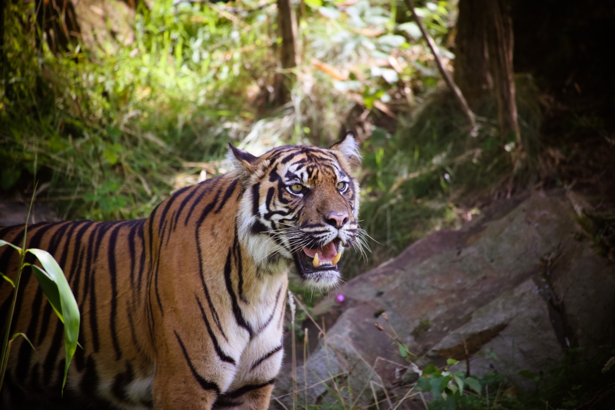 Hổ Sumatra cắn chết bé trai 16 tuổi tại Indonesia | VOV.VN