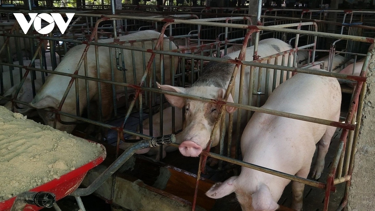 vietnam spends big on animal feed imports picture 1