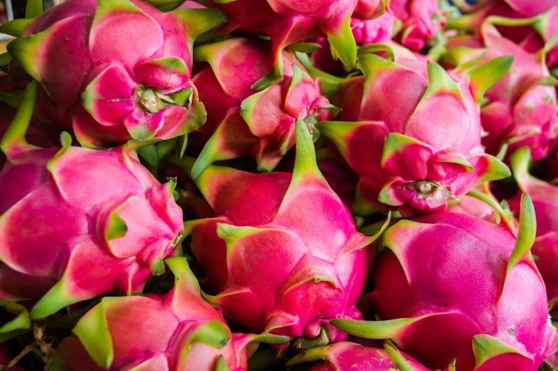 Russian consumers taste Vietnamese red flesh dragon fruit