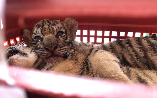 two arrested for illicitly transporting seven tiger individuals picture 2 two arrested for illicitly transporting seven tiger individuals picture 2