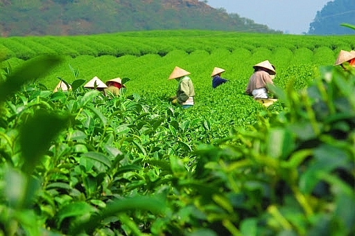 market share of vietnamese tea increases in australia picture 1