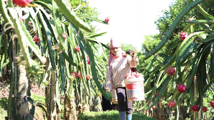 dutch-funded project helps boost dragon fruit exports to eu market picture 1