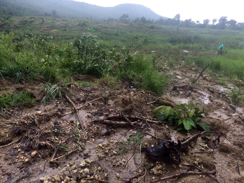 gia lai dieu tra vu 34,6 ha rung phong ho bi san ui de trong bach dan hinh anh 1