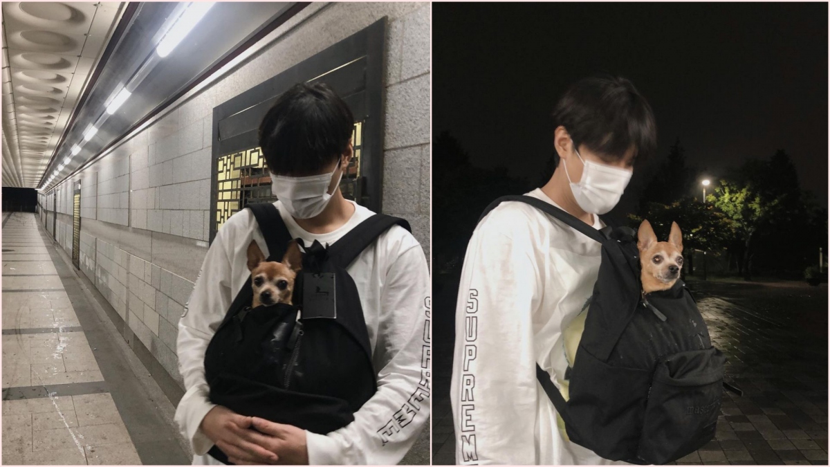 Một chú chó may mắn khác là Choco, đang sinh sống cùng Lee Min-ho. Trên Instagram, nam diễn viên của "The King: Eternal Monarch" chia sẻ khoảnh khắc đang đi dạo cùng Choco thì gặp cơn giông bất ngờ. Khán giả thích thú với hình ảnh chú chó nhỏ chui vào ba lô với chỉ phần đầu thò ra, được Lee Min-ho giữ an toàn và khô ráo trong khi trú mưa.