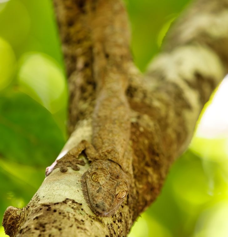 kinh ngac truoc kha nang nguy trang sieu dang cua dong vat trong tu nhien hinh anh 11