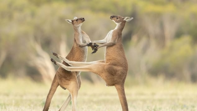 Hai chú chuột túi đang đánh nhau được nhiếp ảnh gia Lea Scaddan ghi lại ở Perth, Australia.