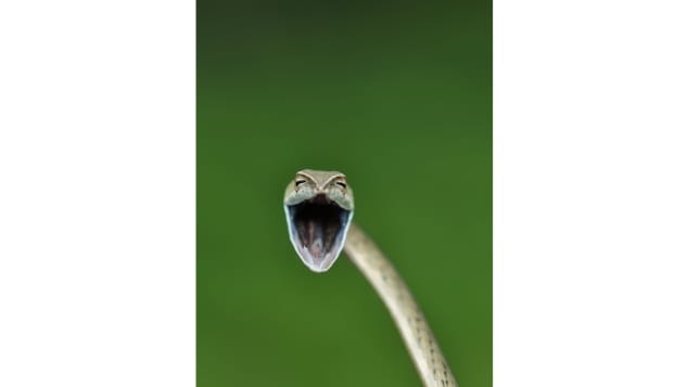 Chú rắn ở Western Ghats, Ấn Độ này trông như đang cười lớn dưới ống kính của Aditya Kshirasagar./.