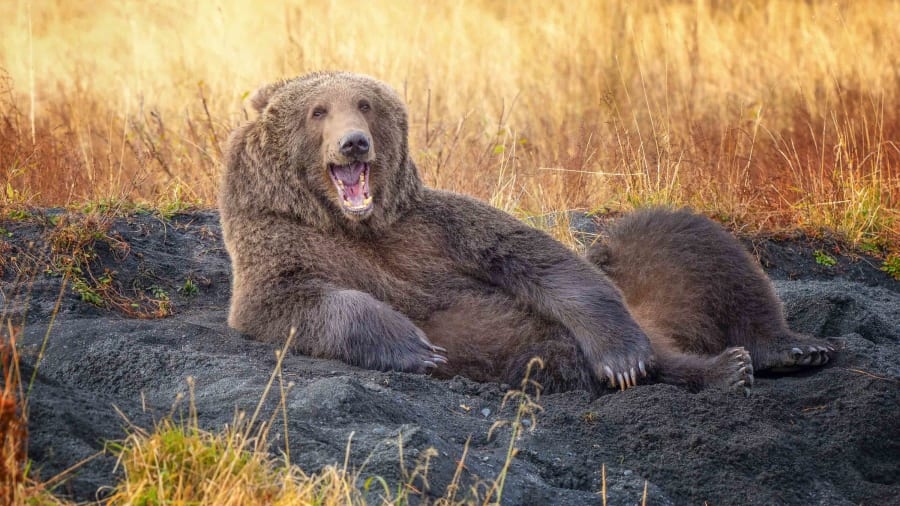 Chú gấu nâu này có vẻ rất thư giãn khi nằm trên cát và dường như còn đang mỉm cười "tạo dáng" trước máy ảnh. Bức ảnh hài hước này được tác giả Wenona Suydam chụp ở Kodiak, bang Alaska, Mỹ.