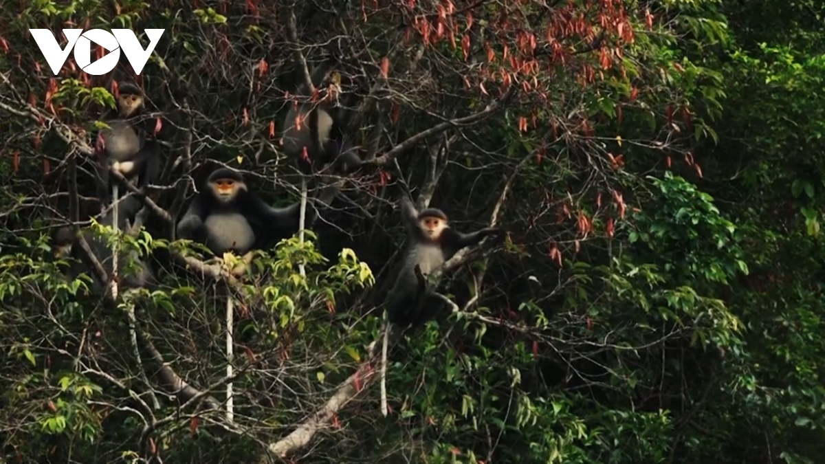 discovering kon ha nung plateau biosphere reserve in gia lai picture 6