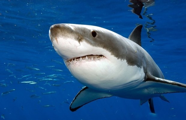 Có khả năng có hơn 3 loài cá mập trong vùng biển Colombia đã bị sát hại để lấy vây (Ảnh minh họa: Tiburon)