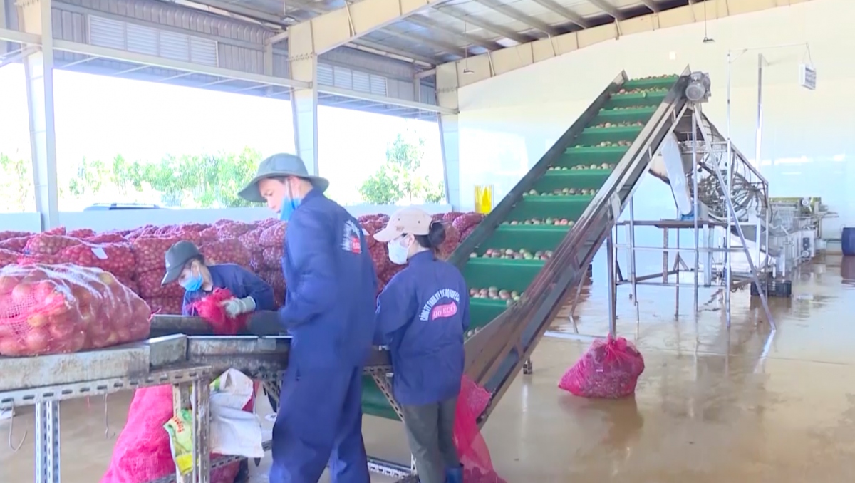 chanh day duoc gia, nong dan gia lai thu hang tram trieu dong ha hinh anh 2